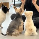 플러스펫 이미지