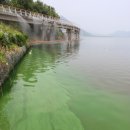 Algae is eating our rivers 이미지