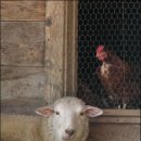 별빛목장 이미지