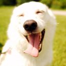 행복한강아지 이미지