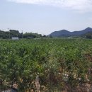 김태순농장 이미지