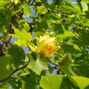 나무 206 이미지