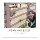영월 아이랑 갈만한 곳 펫힐링 달빛 동물원 방문 후기