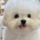 지니퍼피 의정부강아지분양 애견샵 이미지