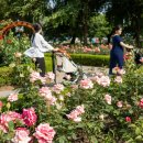 장자호수공원 장미원 이미지