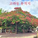 종택농장 | 8월 가볼 만한 배롱나무꽃 명소 고려동 유적지/자미단과 자미정 고려 종택 배롱나무꽃 개화상황 주차정보