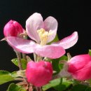 사과꽃향기 이미지