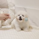 버디독 강아지분양 고양이분양 안심분양센터 서울 강서점 | 강서구강아지무료분양 비숑프리제 선택하기까지