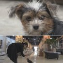 동물농장 이미지