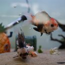 [울산/갈만한곳] 🐠 물고기랑 눈 맞추는 하루, 울산 퐁당퐁당 수족관 나들이!(실제 맞춤 어항구매 후기)