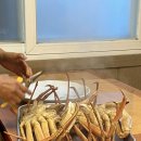 제천대게홍게