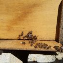 병옥농장 이미지