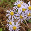 세동민박 이미지