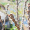 엄나무삼계탕 이미지