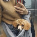 사쿠란보애견샵 부산대점 이미지