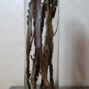 용천농장 Daum카페