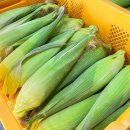 옥과청과