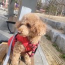 강아지유치원 caredogs | [내돈내산] 창원 상남동 강아지 유치원 &amp; 호텔 케어독스 후기!