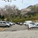황령산유원지 생태숲 | 황령산유원지생태숲 수선화, 벚꽃