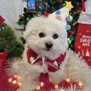 비바도기 이미지