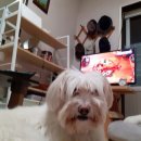 강아지 마을회관 이미지