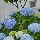 올리브낭 이미지