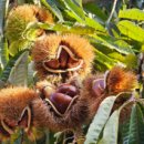 장사농장 이미지