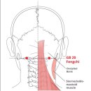 심해경희한약국 | [공지] 《몸과 마음을 삼키는 스트레스》 - 한의학 관점에서 보는 이야기. [2편] 불면, 만성피로의 악순환