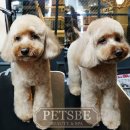 페츠비동물병원 이미지