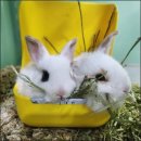 펫엔글라이더 인천점 | 인천 소동물 분양 🐰 햄스터·토끼·기니피그 건강한 아이들 분양중 (펫엔글라이더 인천점)