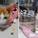 입양 6개월만에 새끼 고양이 하반신 마비…"뼈 13개 부러져" 이미지