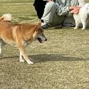 댕스파크 이미지