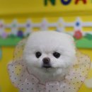 봄 펫살롱 이미지