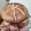 신현중농장 | 표고버섯라면 끓여먹기