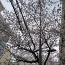 봉재산 진달래 &amp; 목동역 벚꽃 이미지