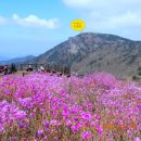 비슬산 유가사: 봄꽃 향기 가득한 역사 탐방 이미지