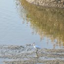 철새탐조대 이미지