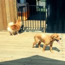 강아지천국 이미지