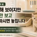 고양이분양온리캣