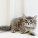 My Love Cat(마이러브캣) 이미지