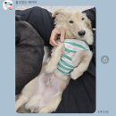 댕스미스 애견미용 이미지