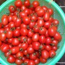 영애농장 이미지