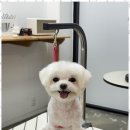 오쿠숑 이미지