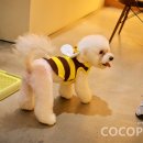 퍼피파라다이스 이미지