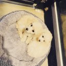 그루머웅 이미지