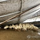 유포농장 이미지