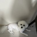 펫그루밍바이순 네이버블로그