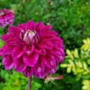 오늘, 정원 이미지