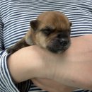 성산가축병원 | 창원유기동물보호소 봉사활동 후기: 마음이 따뜻해진 하루 :)