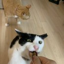 아이스크림할인점냠냠간식 이미지
